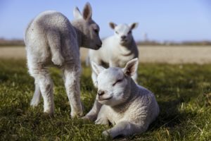 Photograph of lambs in a field.